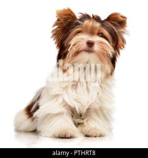 Portrait of a cute Biewer Yorkshire Terrier puppy sitting on white background. Banque D'Images