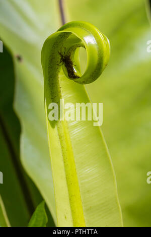 Close up de la texture de la peau de Calathea majestica leaf . Banque D'Images