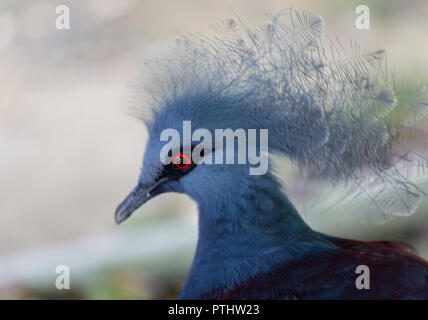 Close up portrait portrait de Victoria bleu pigeon Goura couronné, low angle view Banque D'Images