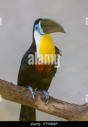 Toucan à carène, Ramphastos sulfuratus, oiseau avec big bill. Toucan assis sur la branche dans la forêt, la végétation verte, le Nicaragua. Voyage Nature en Amérique centrale. Banque D'Images