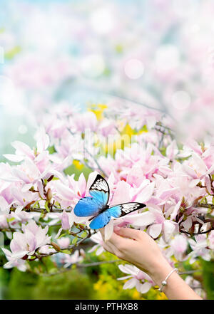 Main de femme sur papillon rose et magnifique magnolia. Banque D'Images