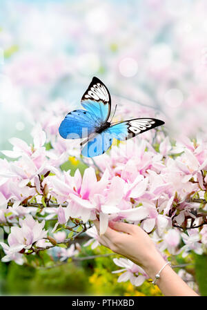 Main de femme sur papillon rose et magnifique magnolia. Banque D'Images