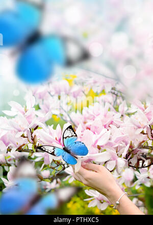 Main de femme sur papillon rose et magnifique magnolia. Banque D'Images