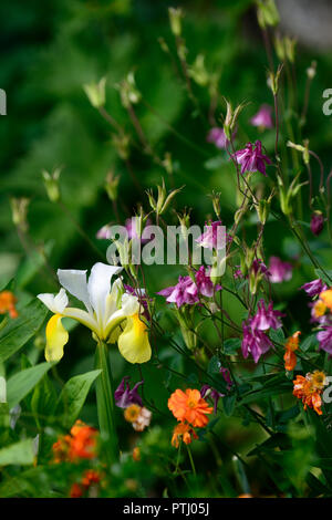 Dutch iris d'ailes d'Ange,Iris x hollandica Angel Wings,Aquilegia vulgaris ancolie,rose,jaune,blanc,fleurs,printemps, jardin jardins floraux,RM, Banque D'Images