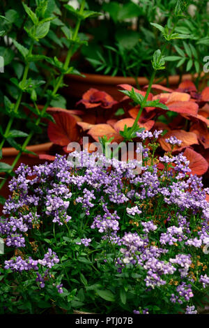 Nemesia fruticans Blue Bird,coléus,feu,plante,plantes,association,jardin,jardin,jardinage,tropical Floral RM Banque D'Images