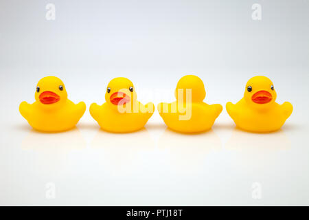 Canards dans la ligne de la gomme jaune Banque D'Images