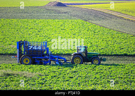 Salo, Finlande - le 7 octobre 2018 : fermier moissonne avec de la betterave à sucre et de tracteur John Deere 7710 arracheuse à betteraves Edenhall 744 sur la journée ensoleillée d'automne. Banque D'Images