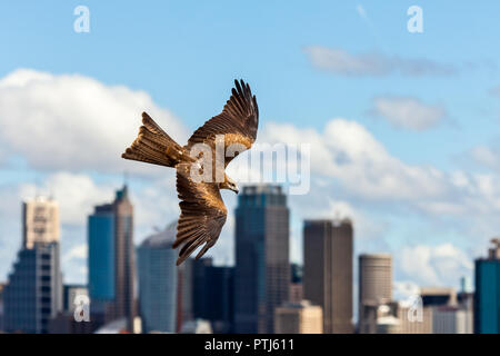 Milan noir raptor en vol avec Sydney skyline en arrière-plan sur une journée ensoleillée Banque D'Images