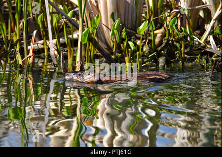 Piscine de rat musqué sur l'eau, la tête et le haut du corps au-dessus de la surface. Photo prise au printemps, des feuilles fraîches et des plantes sur l'arrière-plan. Banque D'Images