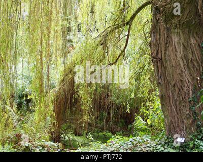 Soleil qui brille à travers les branches d'un saule pleureur par un étang Banque D'Images