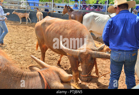 Tom le rideau de scène cow-boy chantant dans son expérience de l'Outback show à Katherine, apportant buffalo, Steer, mulet et âne dans l'arène. Banque D'Images