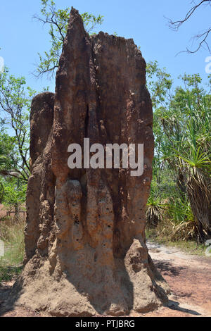 Monticules géants réalisés par les termites de la cathédrale dans le Litchfield National Park, Territoire du Nord, Australie Banque D'Images