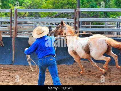 Tom le rideau de scène cow-boy chantant dans son expérience de l'Outback show à Katherine, Territoire du Nord, lasso un jeune cheval sauvage unridden Banque D'Images