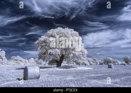 Un chêne entouré par des bottes de foin dans un domaine rural dans l'infrarouge. Banque D'Images