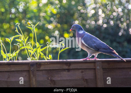 Pigeon sur Clôture de jardin Banque D'Images