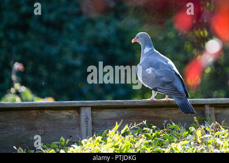 Pigeon sur Clôture de jardin Banque D'Images