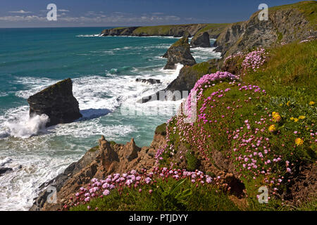 Au-dessus de falaises couvertes d'épargne Bedruthan Steps près de Carnewas sur la côte nord des Cornouailles. Banque D'Images