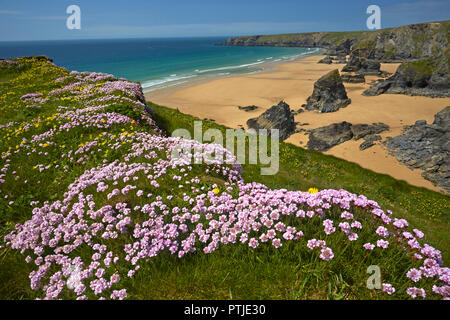 Au-dessus de falaises couvertes d'épargne Bedruthan Steps près de Carnewas sur la côte nord des Cornouailles. Banque D'Images