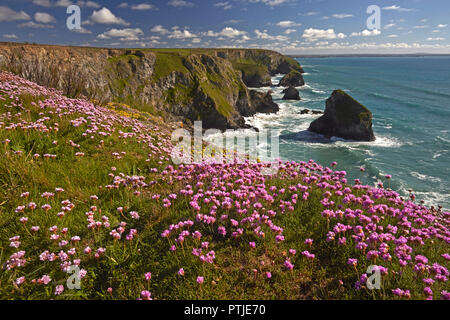 Au-dessus de falaises couvertes d'épargne Bedruthan Steps près de Carnewas sur la côte nord des Cornouailles. Banque D'Images