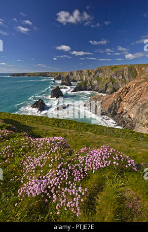 Au-dessus de falaises couvertes d'épargne Bedruthan Steps près de Carnewas sur la côte nord des Cornouailles. Banque D'Images