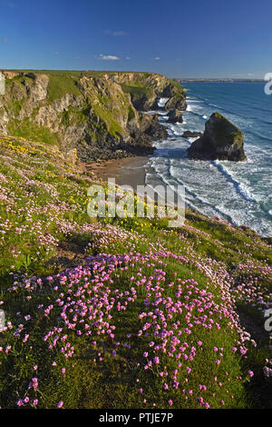 Au-dessus de falaises couvertes d'épargne Bedruthan Steps près de Carnewas sur la côte nord des Cornouailles. Banque D'Images