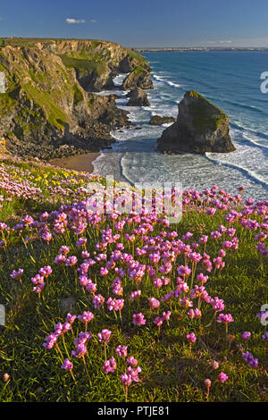 Au-dessus de falaises couvertes d'épargne Bedruthan Steps près de Carnewas sur la côte nord des Cornouailles. Banque D'Images