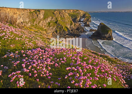 Au-dessus de falaises couvertes d'épargne Bedruthan Steps près de Carnewas sur la côte nord des Cornouailles. Banque D'Images