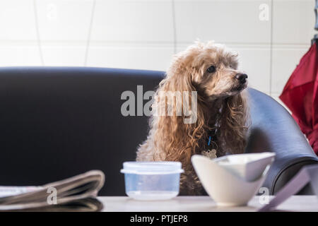 Un chien assis tranquillement sur un canapé canapé. Banque D'Images