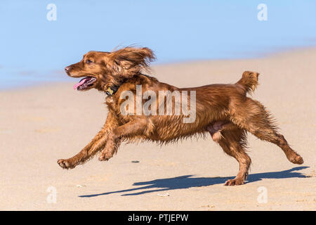 Un Cocker chien qui court sur une plage de Cornwall. Banque D'Images