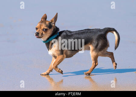 Une couche lisse Chihuahua sur une plage. Banque D'Images