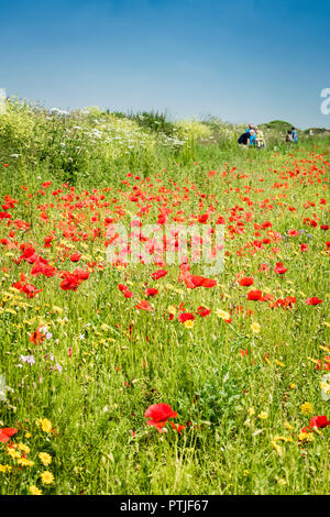 Coquelicot Papaver rhoeas poussant dans un champ au champs arables Projet sur West Pentire à Newquay en Cornouailles. Banque D'Images