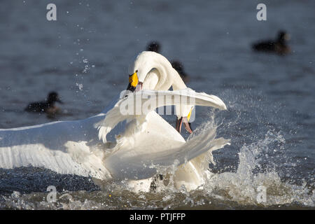 Photo d'action dramatique : deux cygnes de Bewick agressifs (Cygnus columbianus) Cou empêtré, les ailes soulevées, de s'éclabousser dans l'eau féroce bataille au soleil d'hiver. Banque D'Images