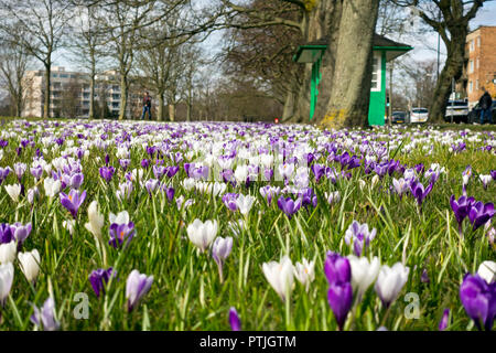 Crocus sur le Stray au printemps. Banque D'Images