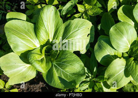 Gros plan extérieur cultivées pak choi Banque D'Images