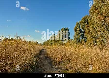 Sentier de randonnée dans la réserve naturelle de l'estuaire de la rivière Guadalhorce Aperçu Télécharger Sentier à travers les arbres et reed réserve naturelle de l'estuaire de la rivière Guadalhorce, le plomb Banque D'Images