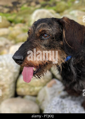 Le portrait d'un chien aux cheveux de fil Banque D'Images