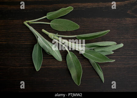 Brins de sauge sur un fond en bois sombre. Banque D'Images