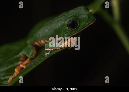 Une grenouille aux couleurs vives très de la jungle sud-américaine, c'est le tiger leg monkey tree frog (ou Callimedusa Phyllomedusa tomopterna). Banque D'Images