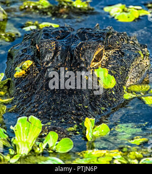 Alligator au soleil à Wakodahatchee Wetlands en Floride du Sud Banque D'Images