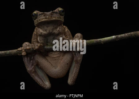 Manaus rainette pattes minces (Osteocephalus taurinus) Escalade sur une branche dans la jungle amazonienne dans la nuit. Banque D'Images