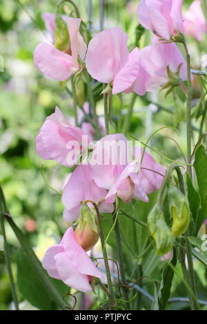 Lathyrus odoratus 'Prima Donna' pois de plante en pleine floraison en été dans un jardin anglais, UK Banque D'Images