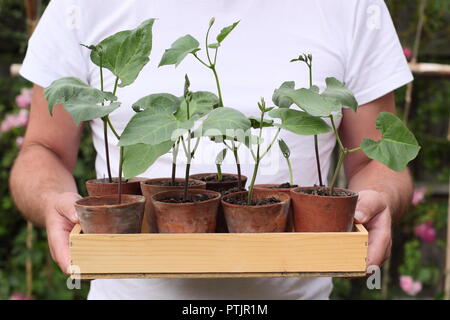 Phaseolus coccineus. Les jeunes 'haricot Enorma' variété de plantes en pots prêts pour la plantation, UK Banque D'Images