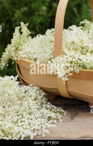 Sambucus nigra. Fleurs de sureau fraîchement cueillies dans un panier sur la table en bois, l'été, l'Angleterre, Royaume-Uni Banque D'Images