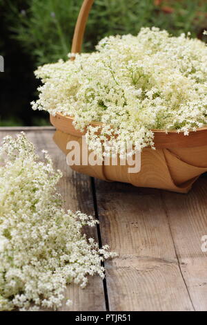 Sambucus nigra. Fleurs de sureau fraîchement cueillies dans un panier sur la table en bois, l'été, l'Angleterre, Royaume-Uni Banque D'Images