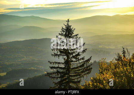 Un grand pin sur fond de montagnes de Karkonosze en Pologne, un paysage de montagne. Banque D'Images