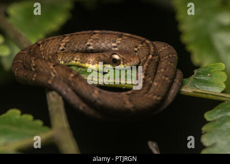 Dendrophidion dendrophis, la forêt d'olive racer dort sur une branche basse. C'est un jeune qui a encore beaucoup à faire de plus en plus. Banque D'Images