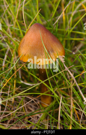 Bouchon en forme de triangle brun la culture des champignons dans l'herbe pendant la saison des champignons. Banque D'Images