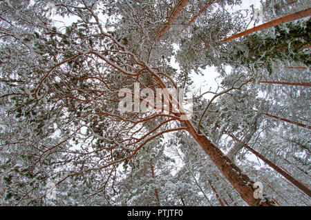 Pins colorés couverts de neige à l'hiver. Photo Fisheye prises vers le haut à partir du sol. Banque D'Images