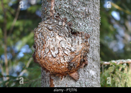 Une forme peu de décès sur un arbre Banque D'Images