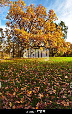 Golden Oak tree, feuilles jaunes, ciel bleu et vert de l'herbe dans le parc. Banque D'Images